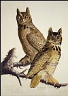 Great Horned Owl by John James Audubon